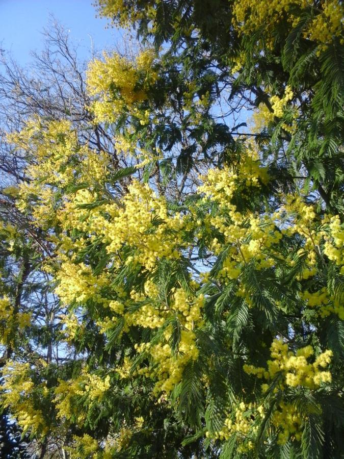 Gite Vacances Bosc D'Esquirol 4 Pers Escorneboeuf ภายนอก รูปภาพ